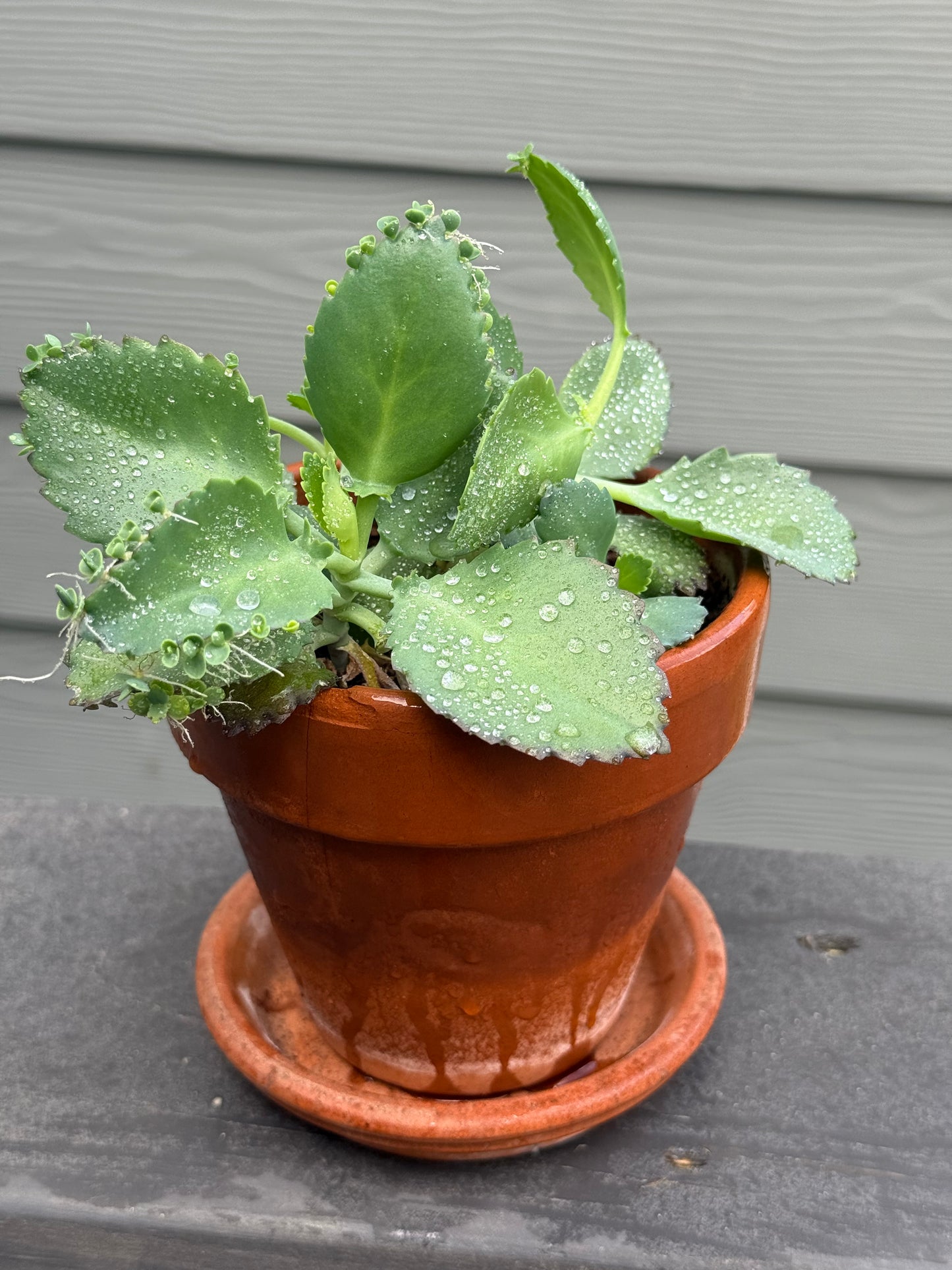 Mother of Thousands
