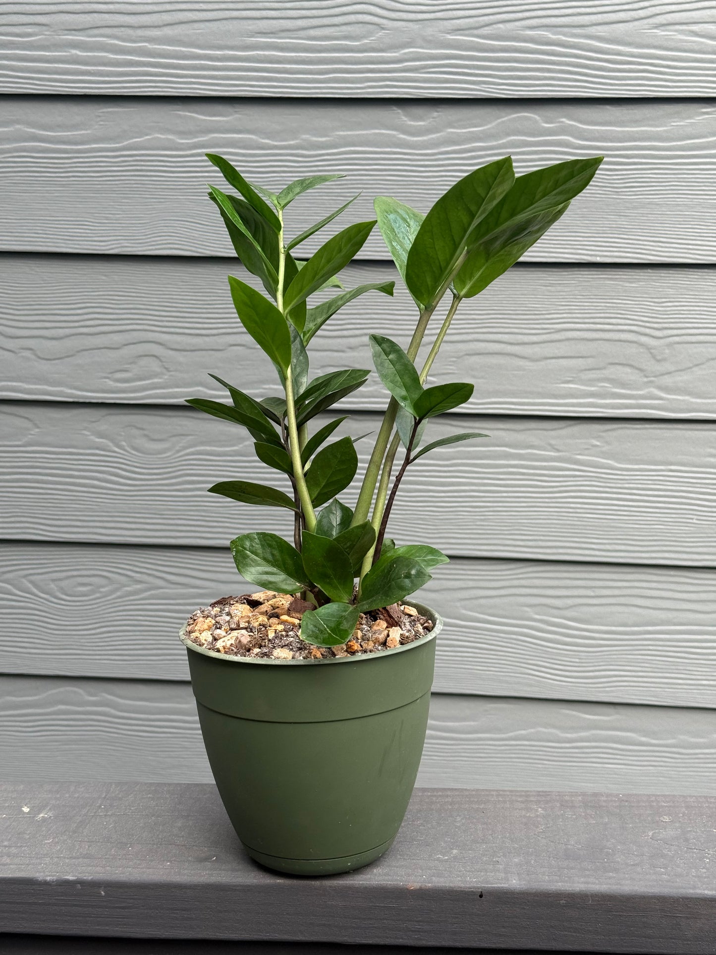 ZZ Plant
