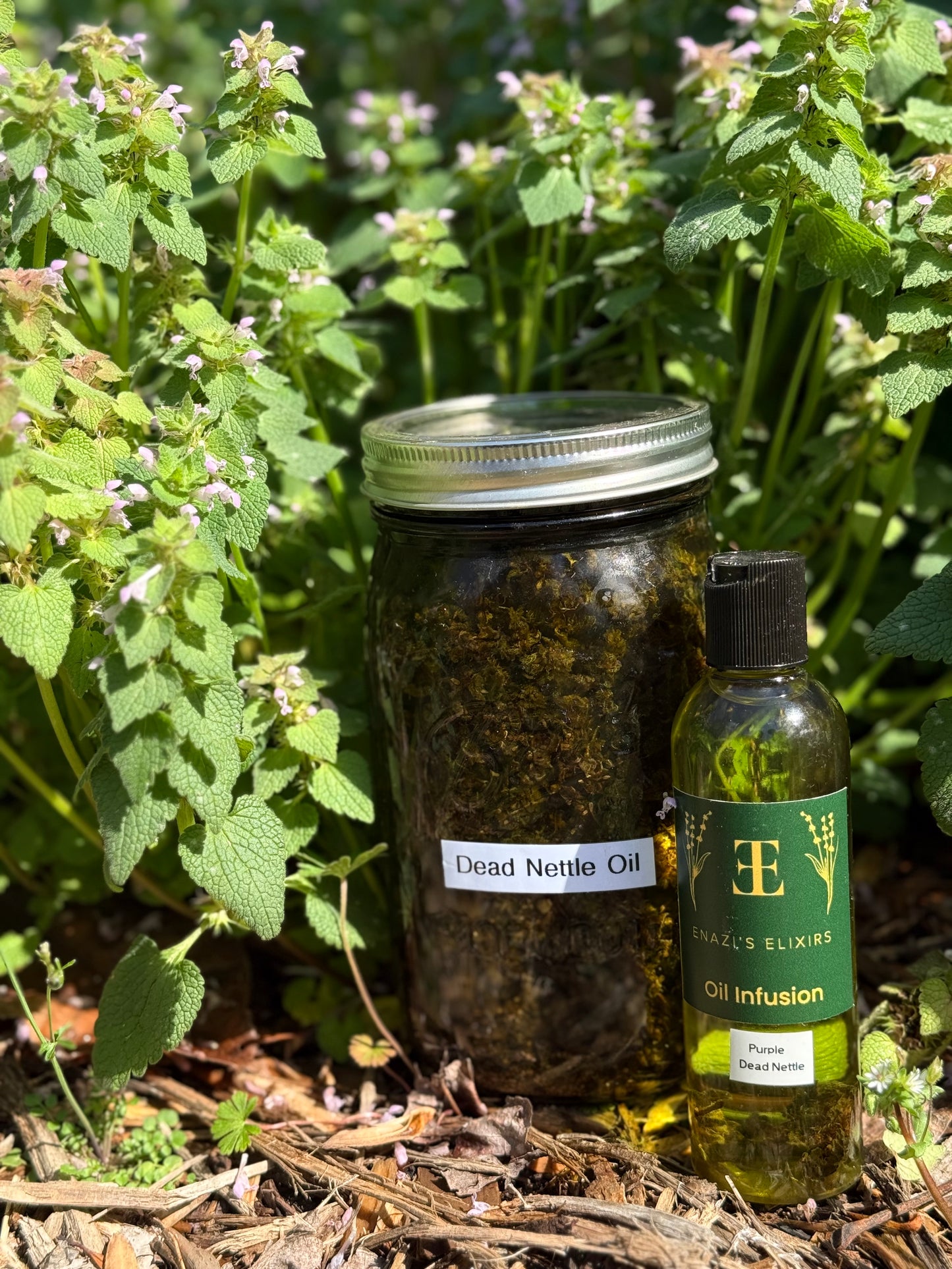 Dead Nettle Oil