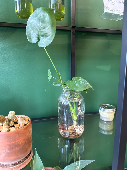 Monstera Jar