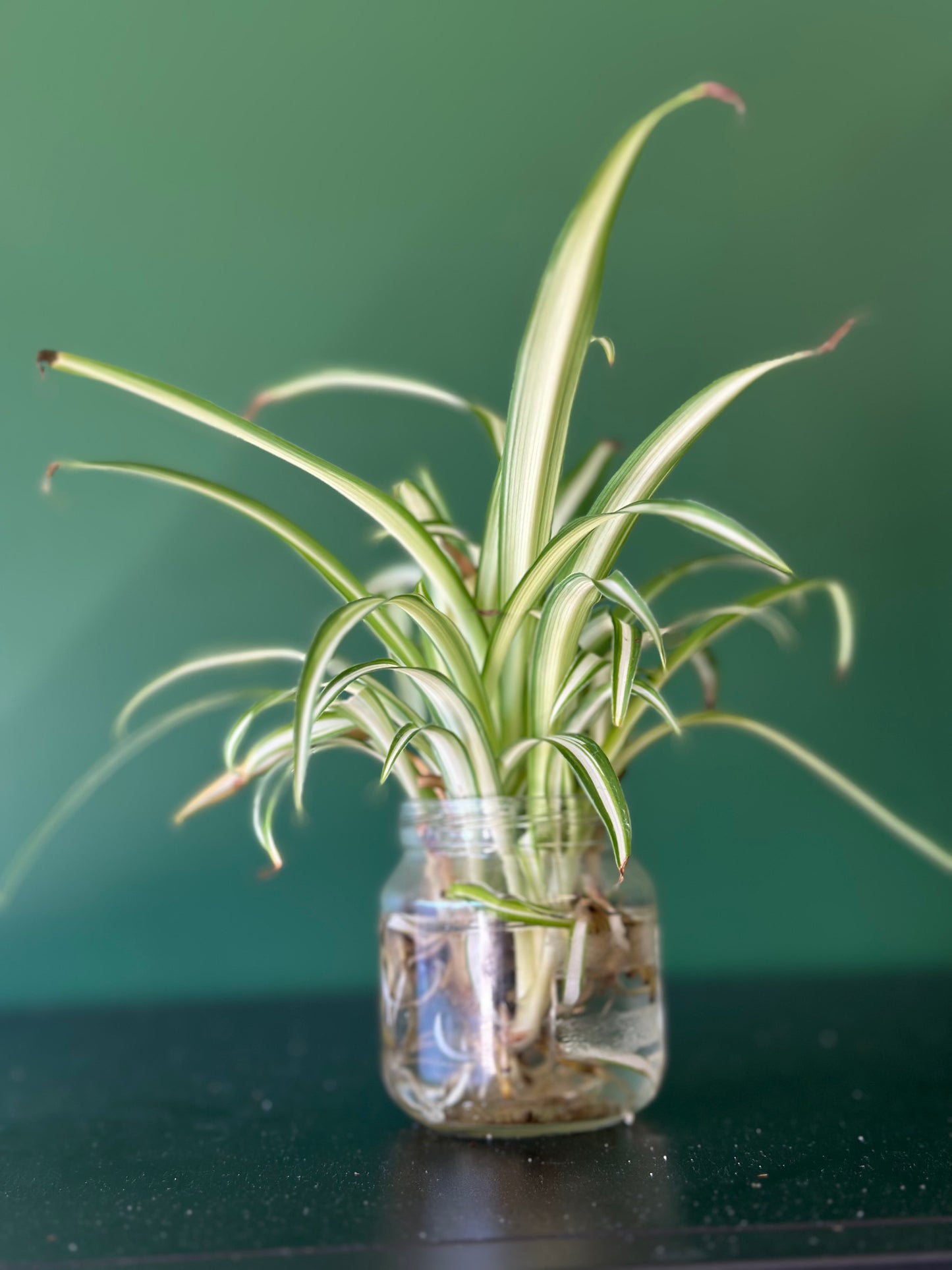 Spider Plants