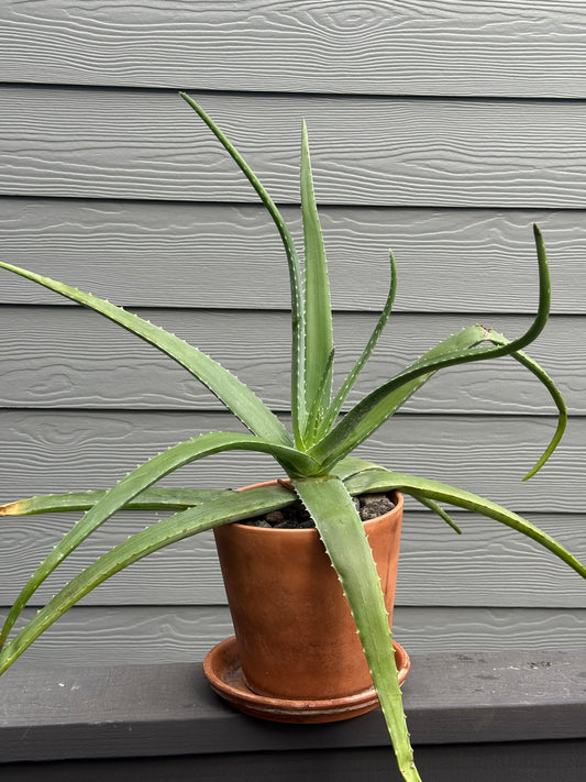 Aloe Vera