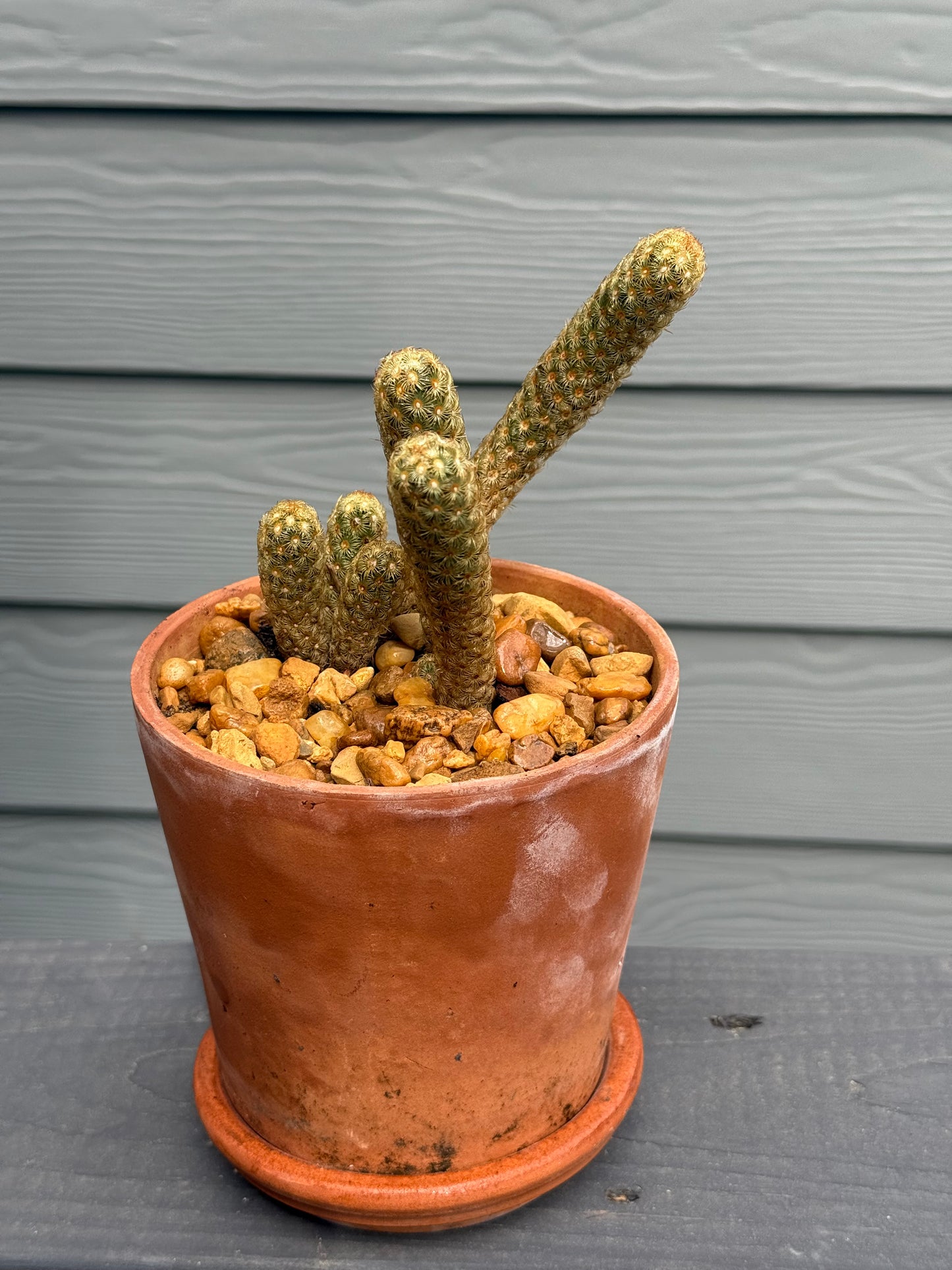 Lady Finger Cactus
