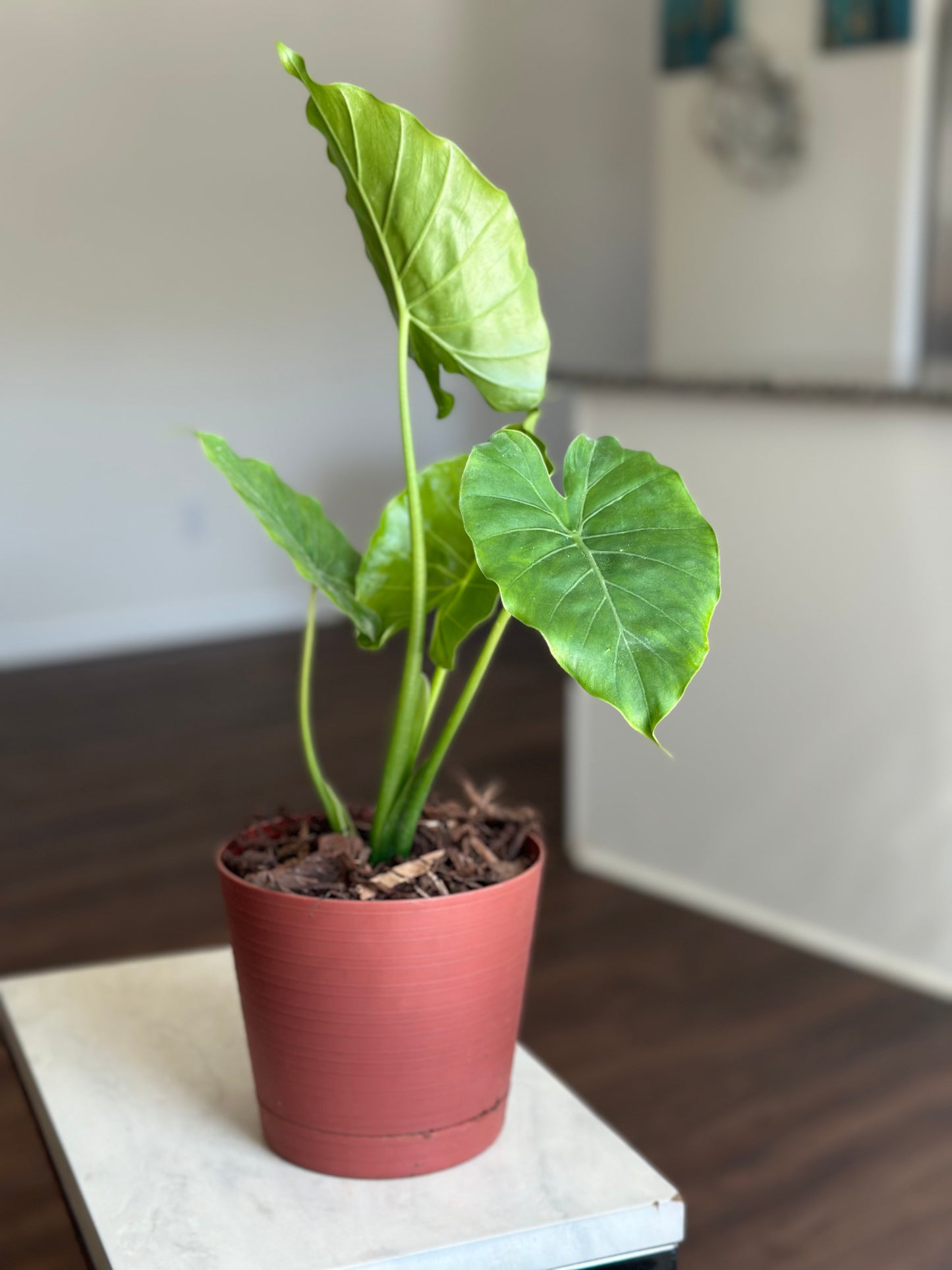 Elephant Ear