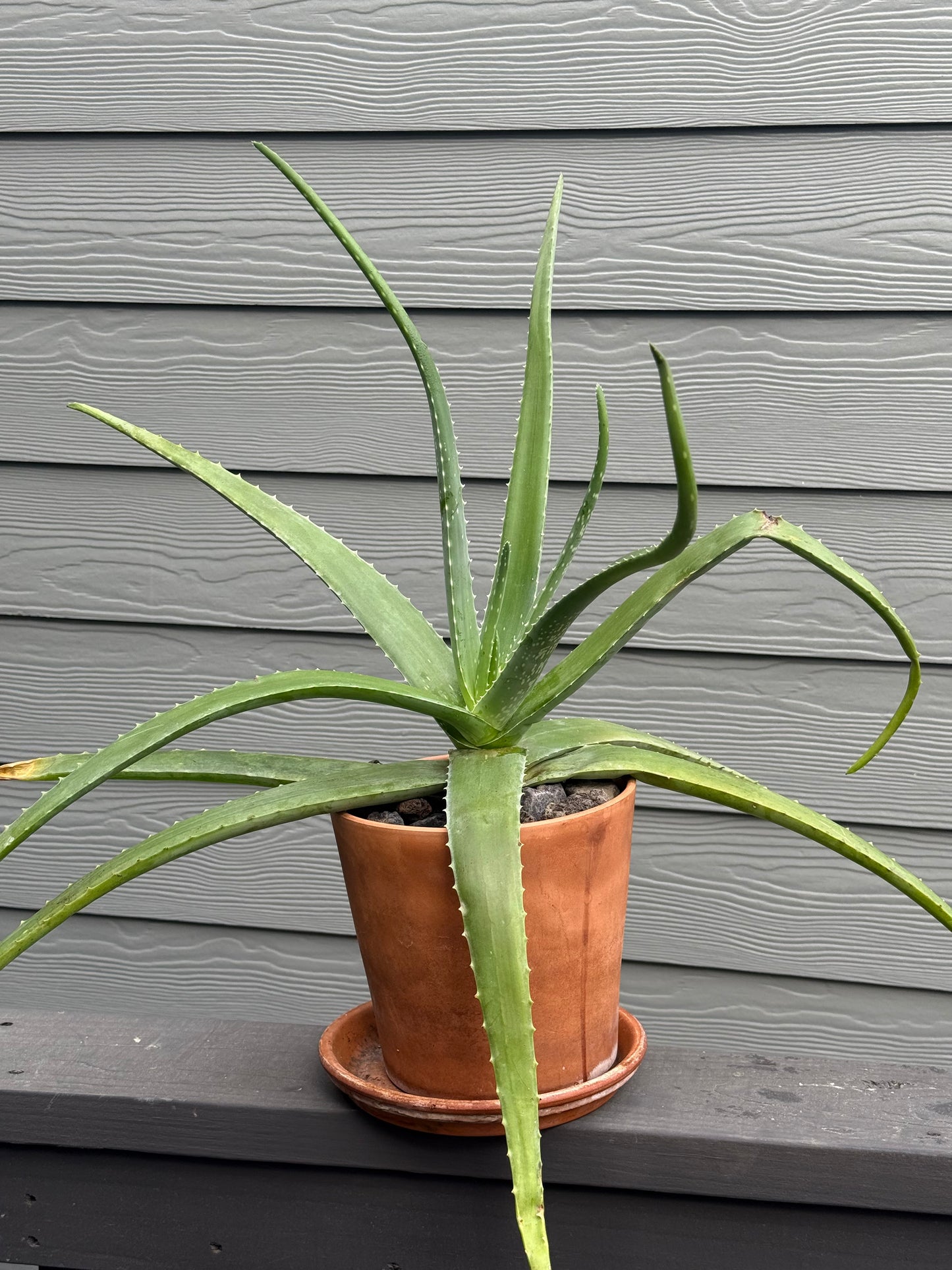 Aloe Vera