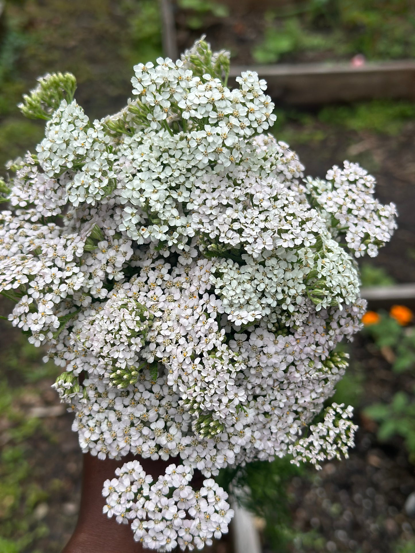 Yarrow Tincture - Menstrual Regulation
