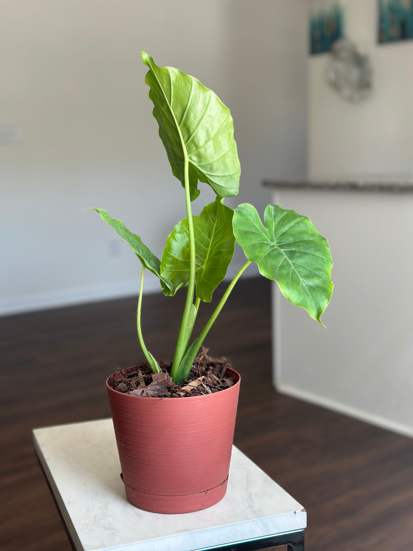 Elephant Ear