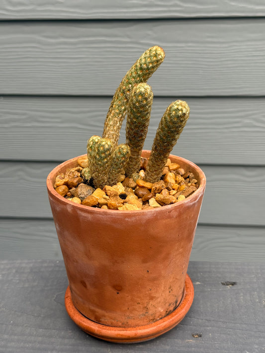 Lady Finger Cactus