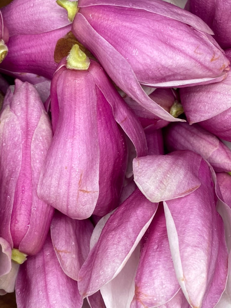 Pink Magnolia