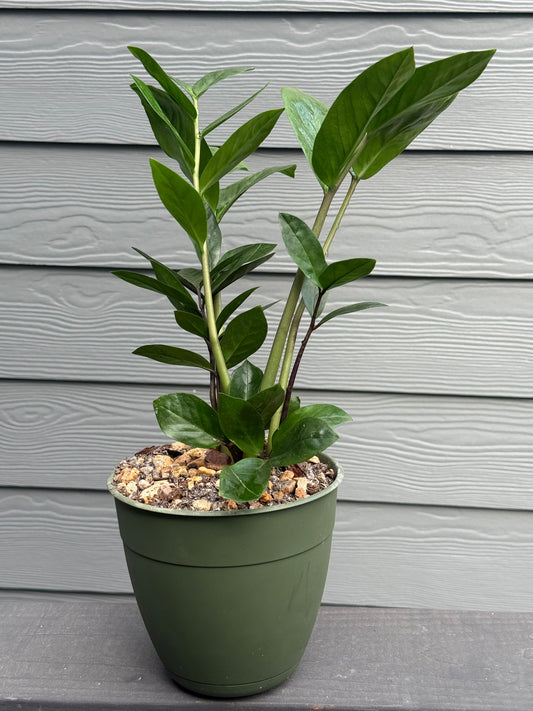 ZZ Plant