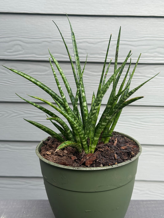 Sansevieria Fernwood