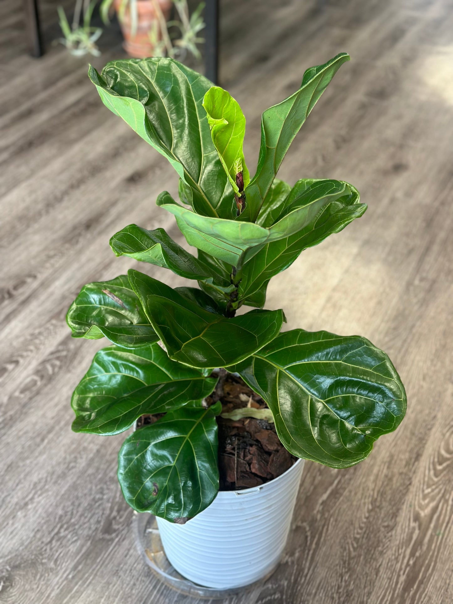 Fiddle Leaf Fig