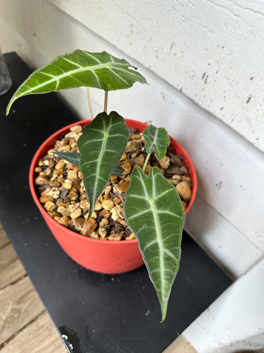 Alocasia Polly