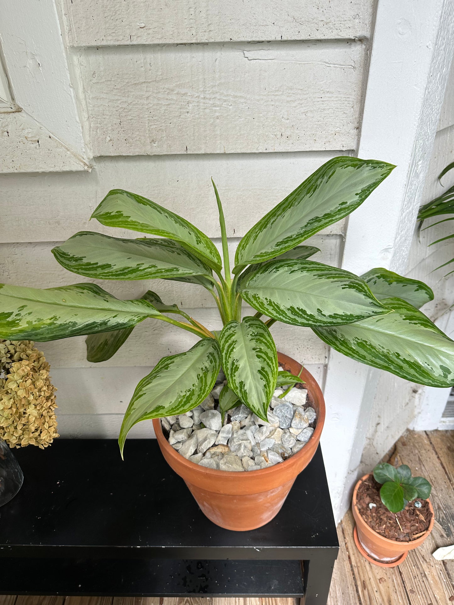 Chinese Evergreen - Silver Bay