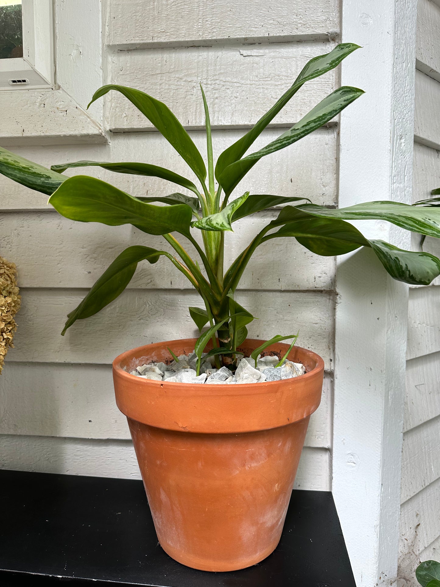 Chinese Evergreen - Silver Bay