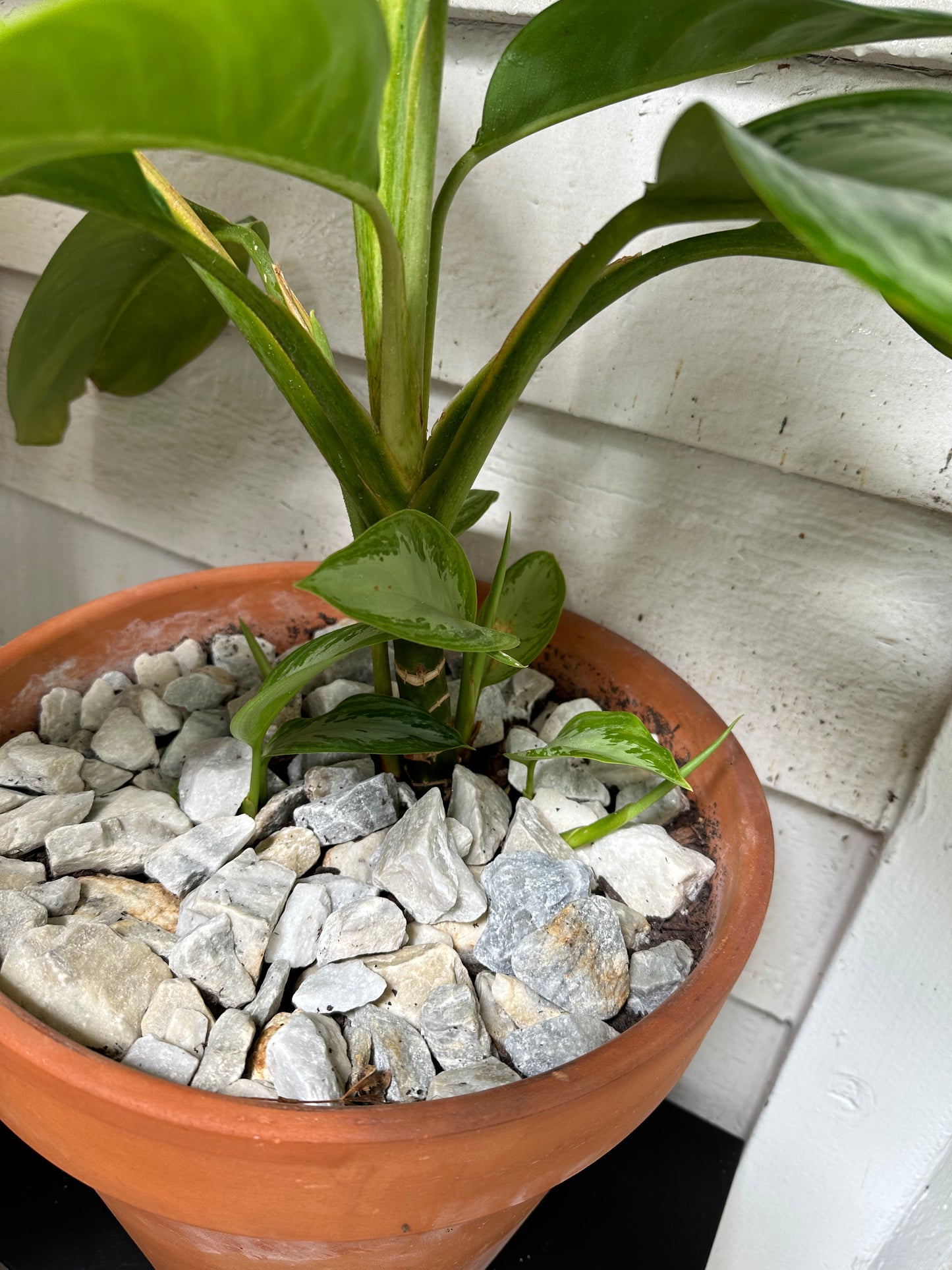 Chinese Evergreen - Silver Bay