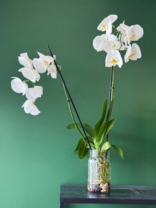 Orchid