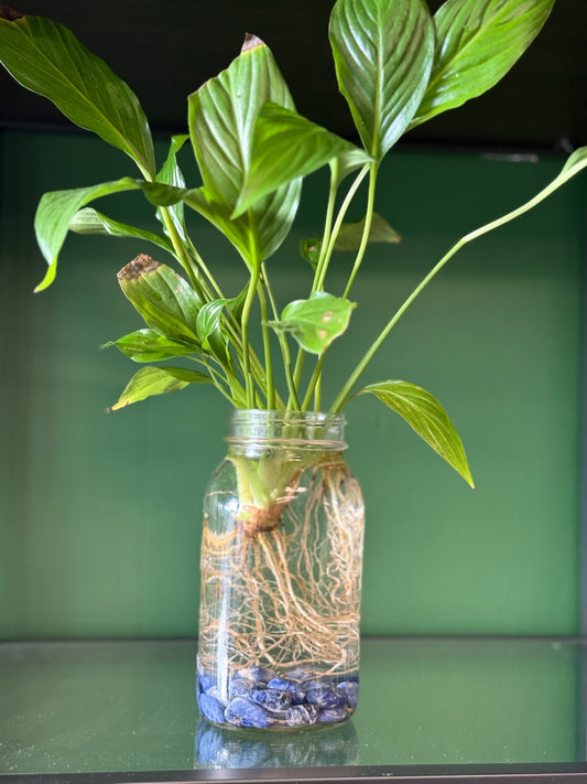 Peace Lily Jar