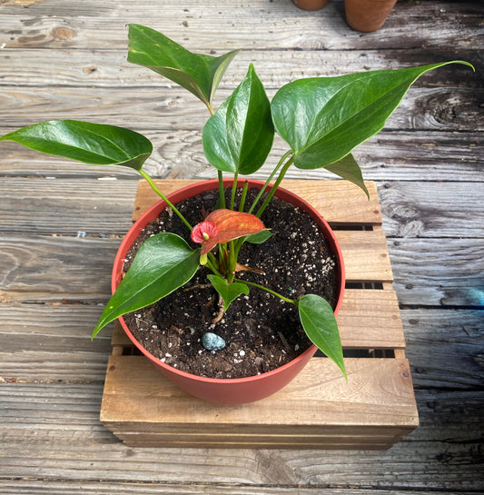 Red anthurium in red pot