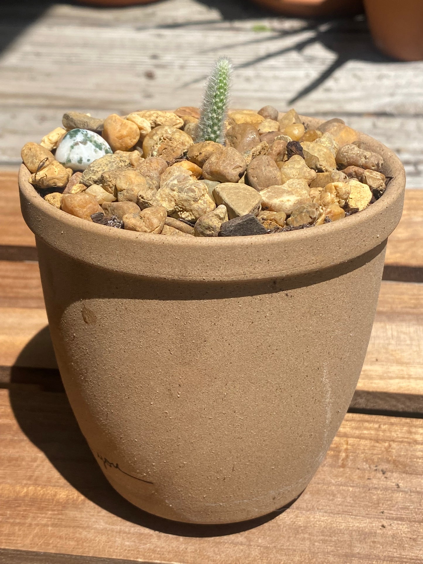 Side view of bunny ear cactus in clay pot 