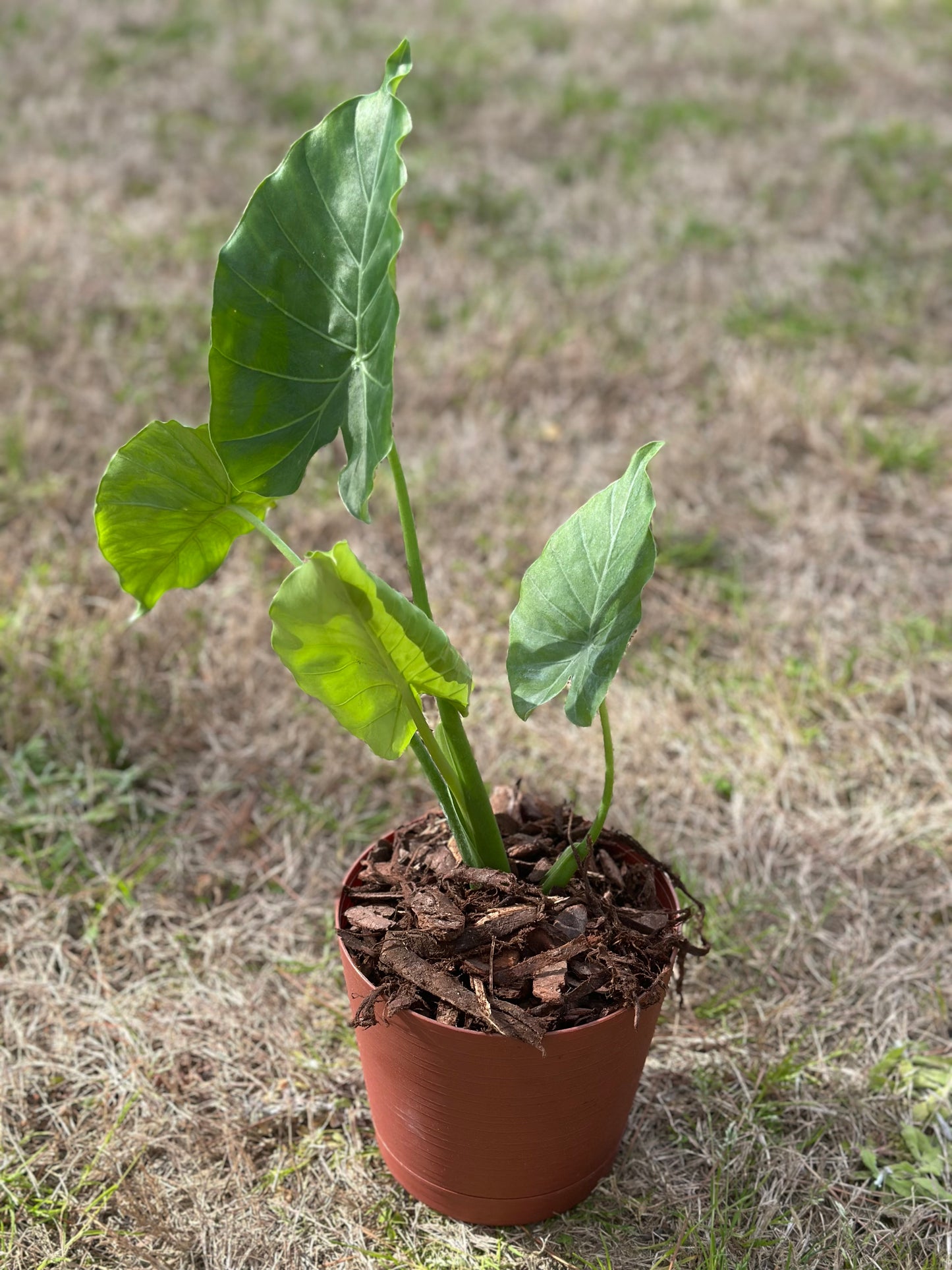 Elephant Ear