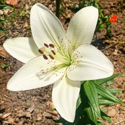 White Lily - Flower Essence