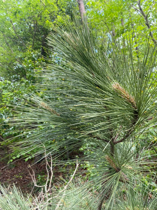Pine - Oil Infusion