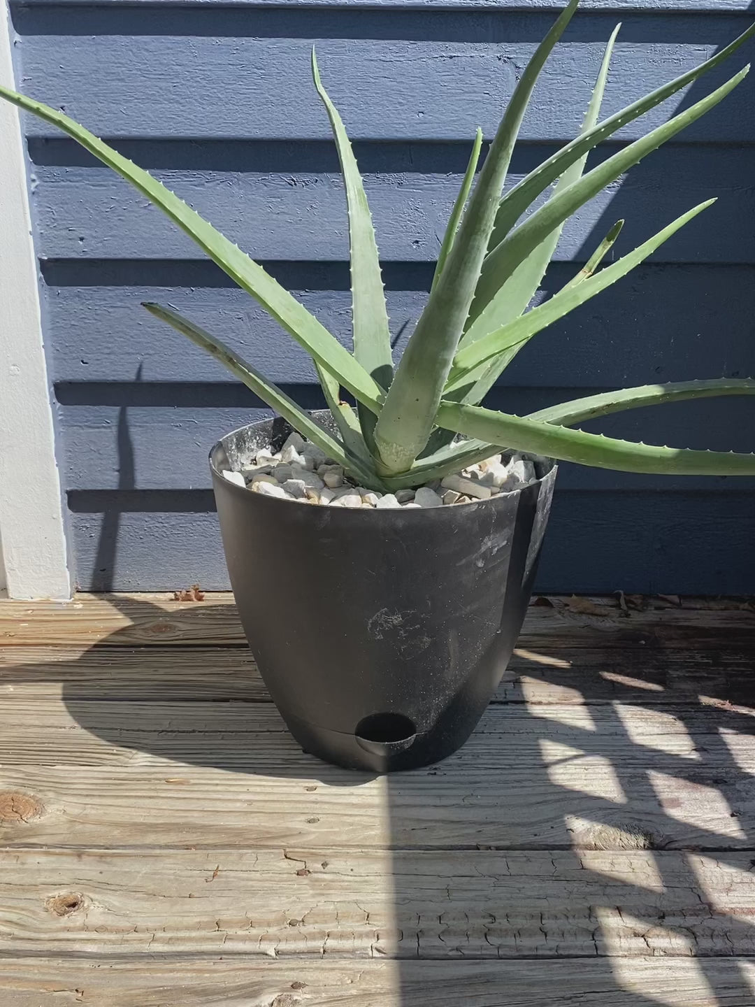 Large Aloe Vera in Black Pot 