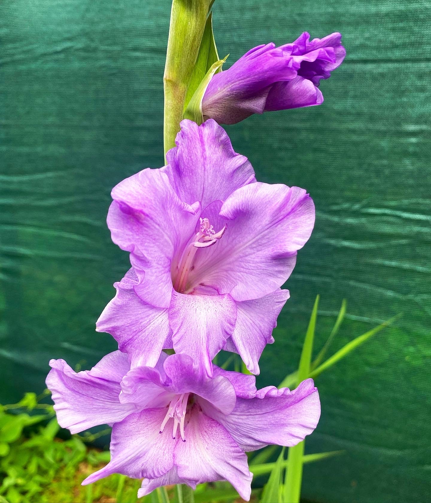 Gladiolus, Purple - Flower Essence