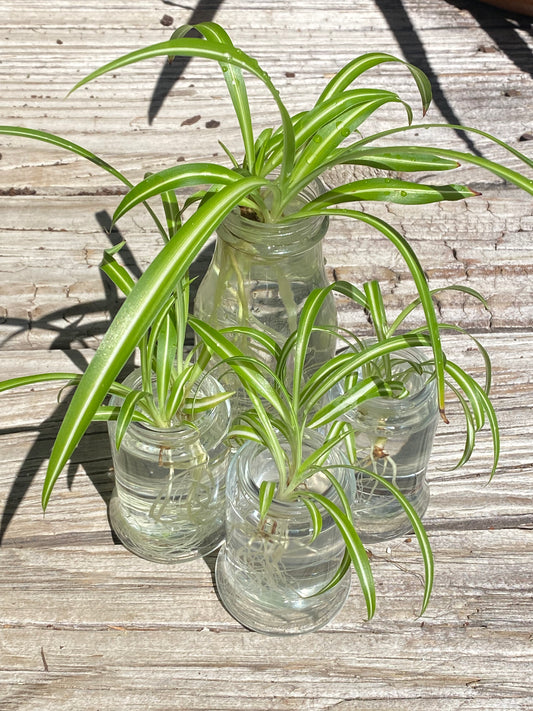 Baby Spider PLants in water with glass vase