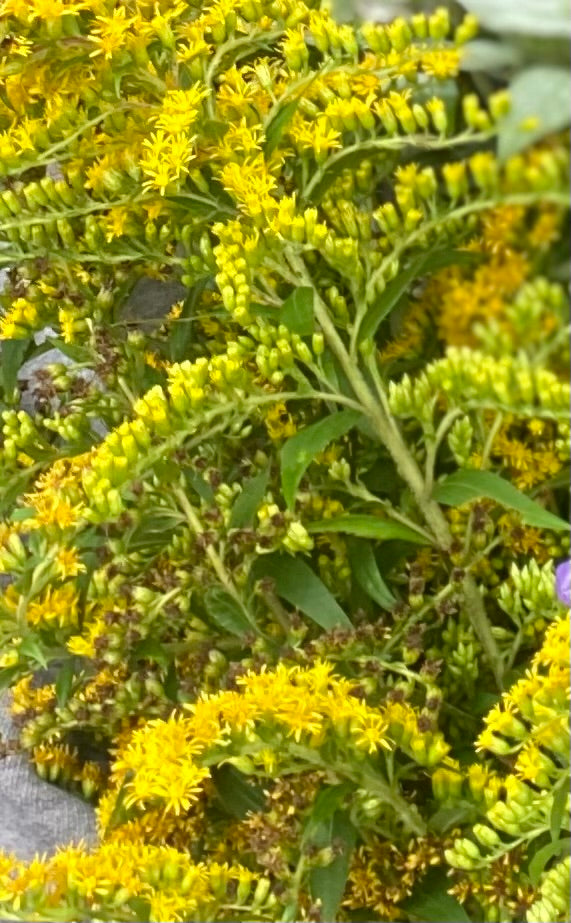 Wild Goldenrod herbs 