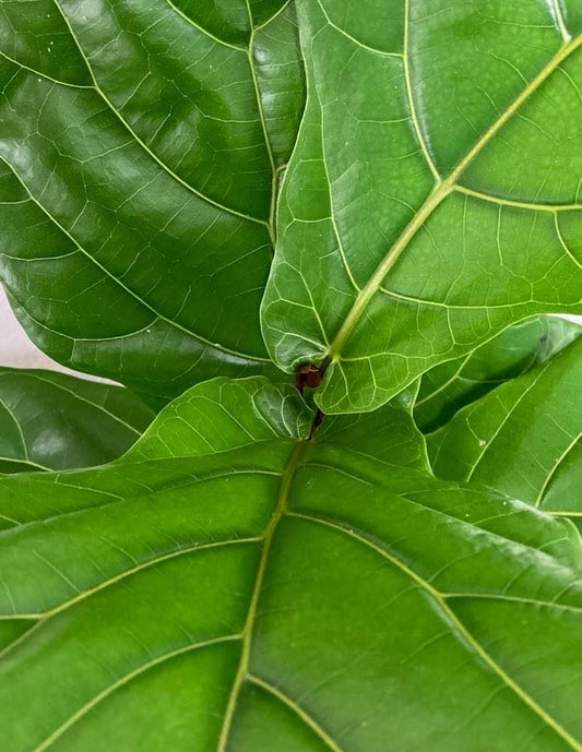 Fiddle Leaf Fig