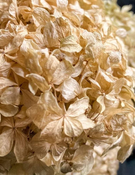 Hydrangeas
