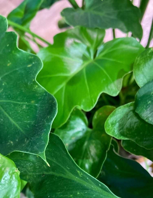 Xanadu Philodendron