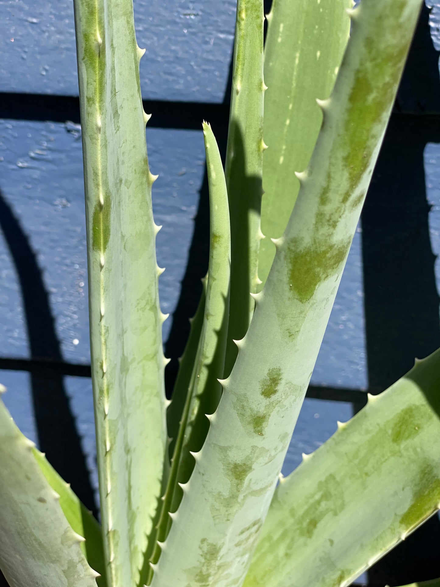 Aloe Vera Leaves 