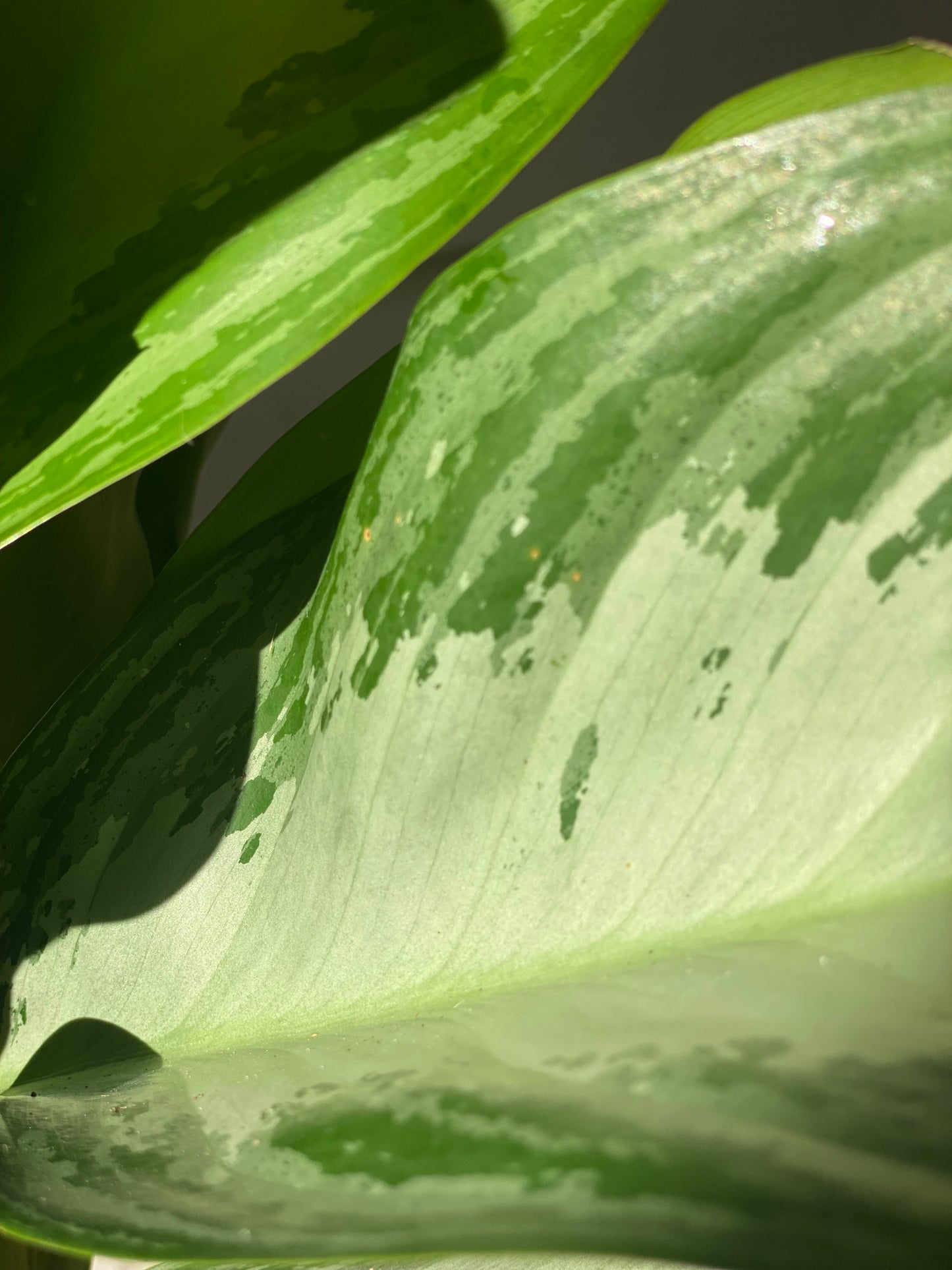 Chinese Evergreen - Silver Bay