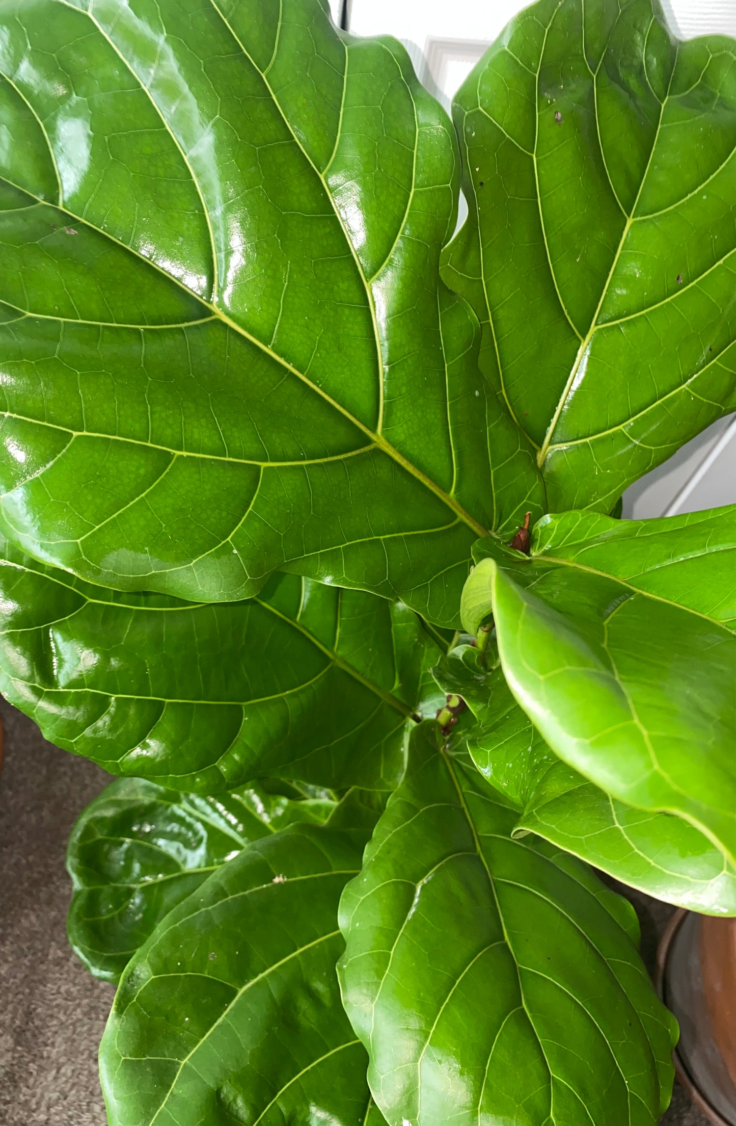 Fiddle Leaf Fig