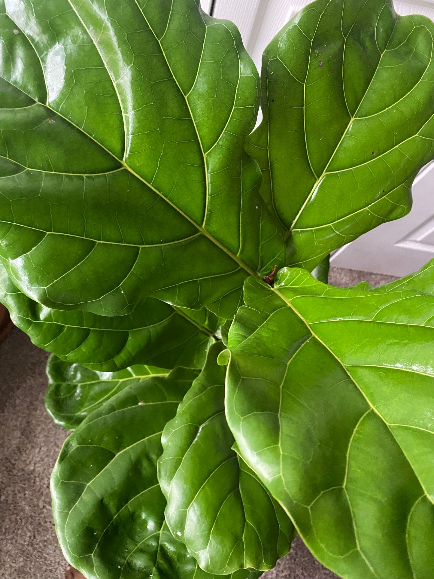 Fiddle Leaf Fig