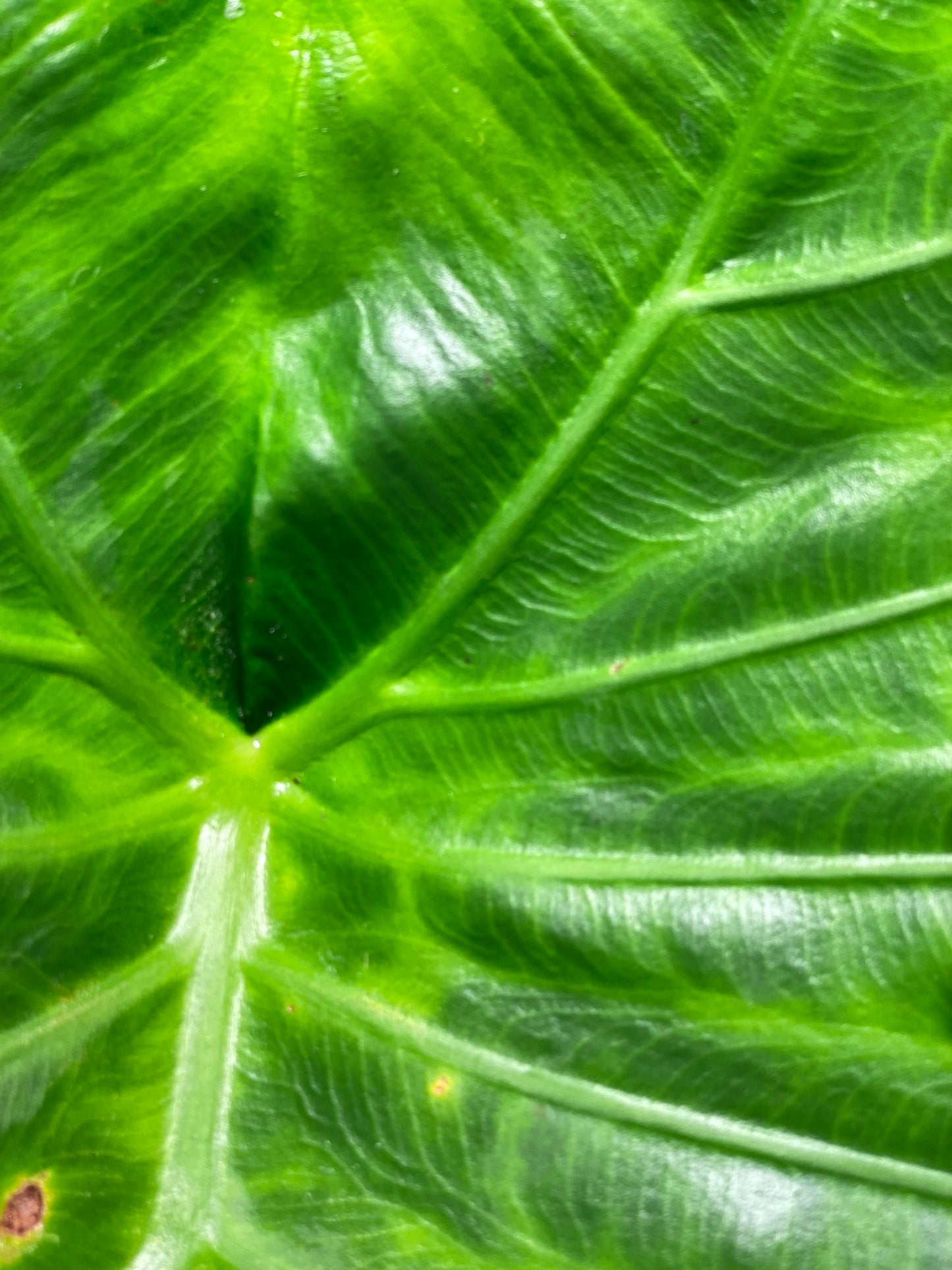 Elephant Ear