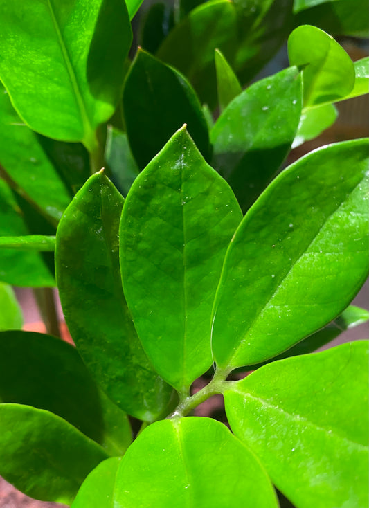 ZZ Plant