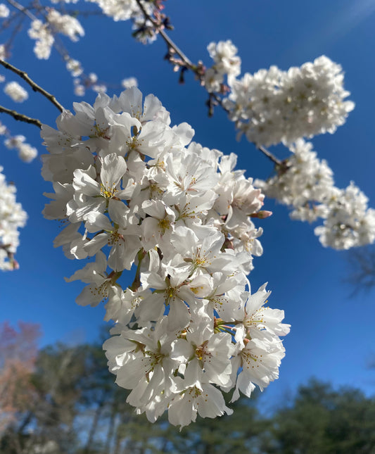 White Cherry Blossoms on Tree 