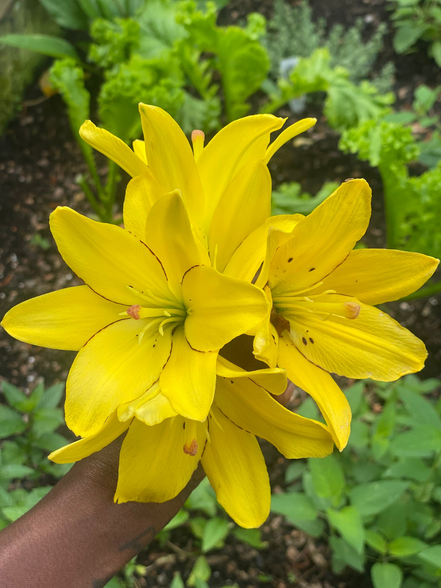 Yellow Lily - Flower Essence