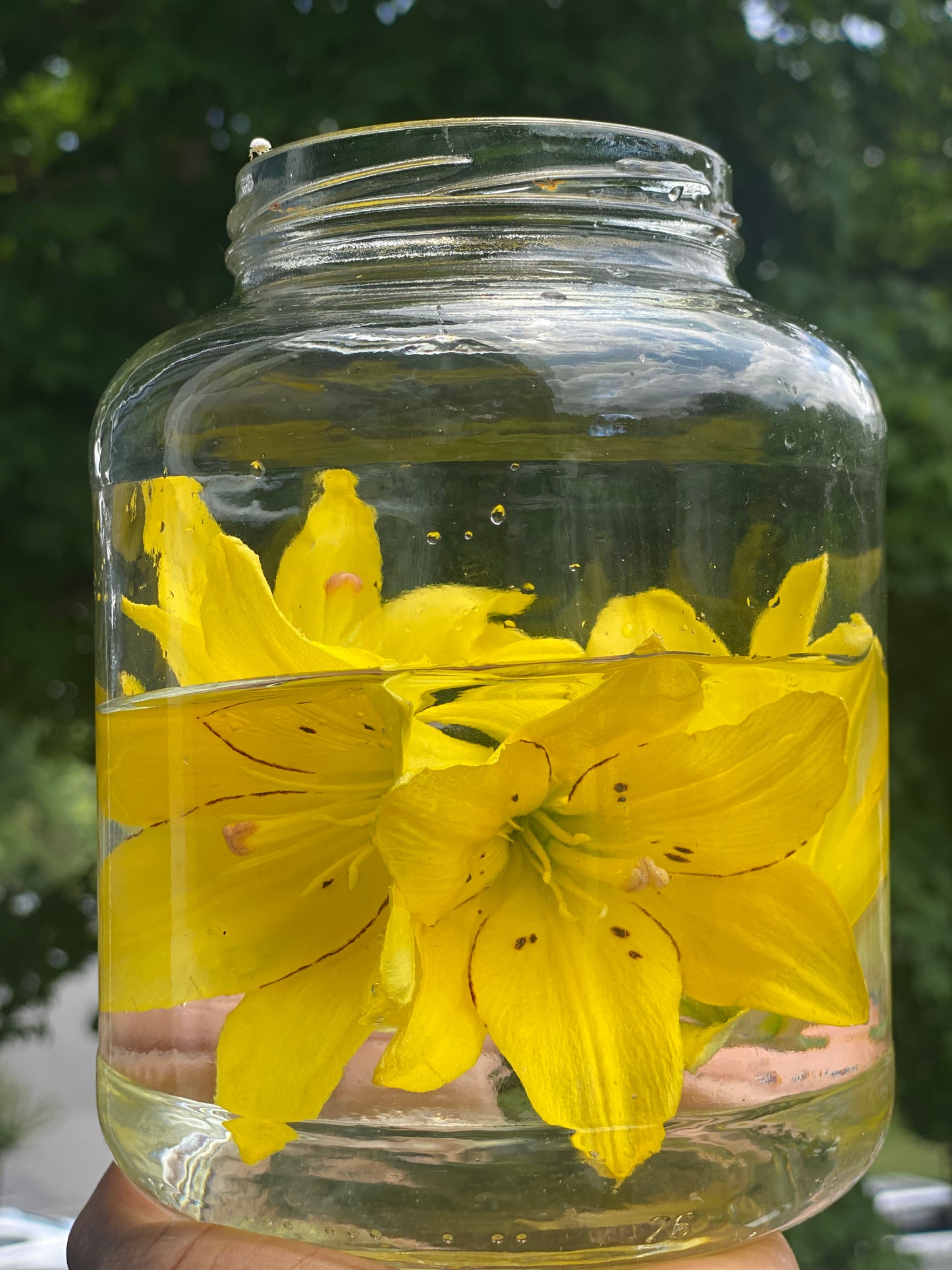 Yellow Lily - Flower Essence