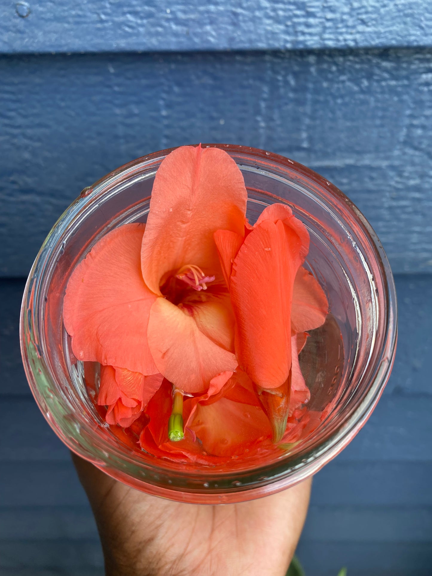 Gladiolus, Pink - Flower Essence