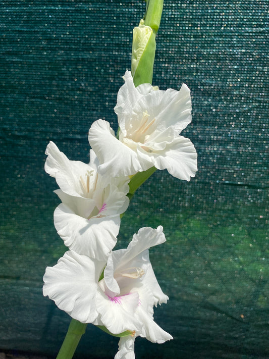 Gladiolus, White - Flower Essence