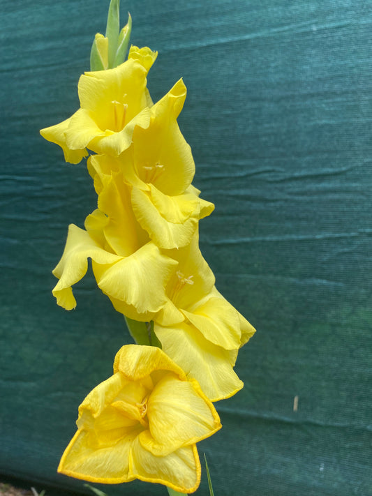 Gladiolus, Yellow - Flower Essence