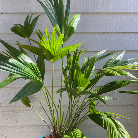 Chinese Fan Palm