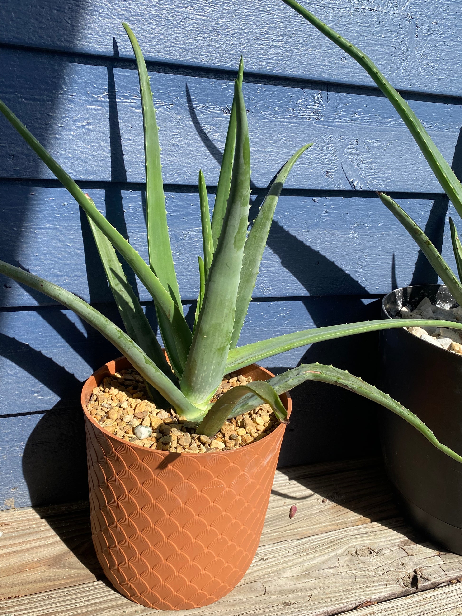 Large Aloe Vera Plant in Orange Pot 