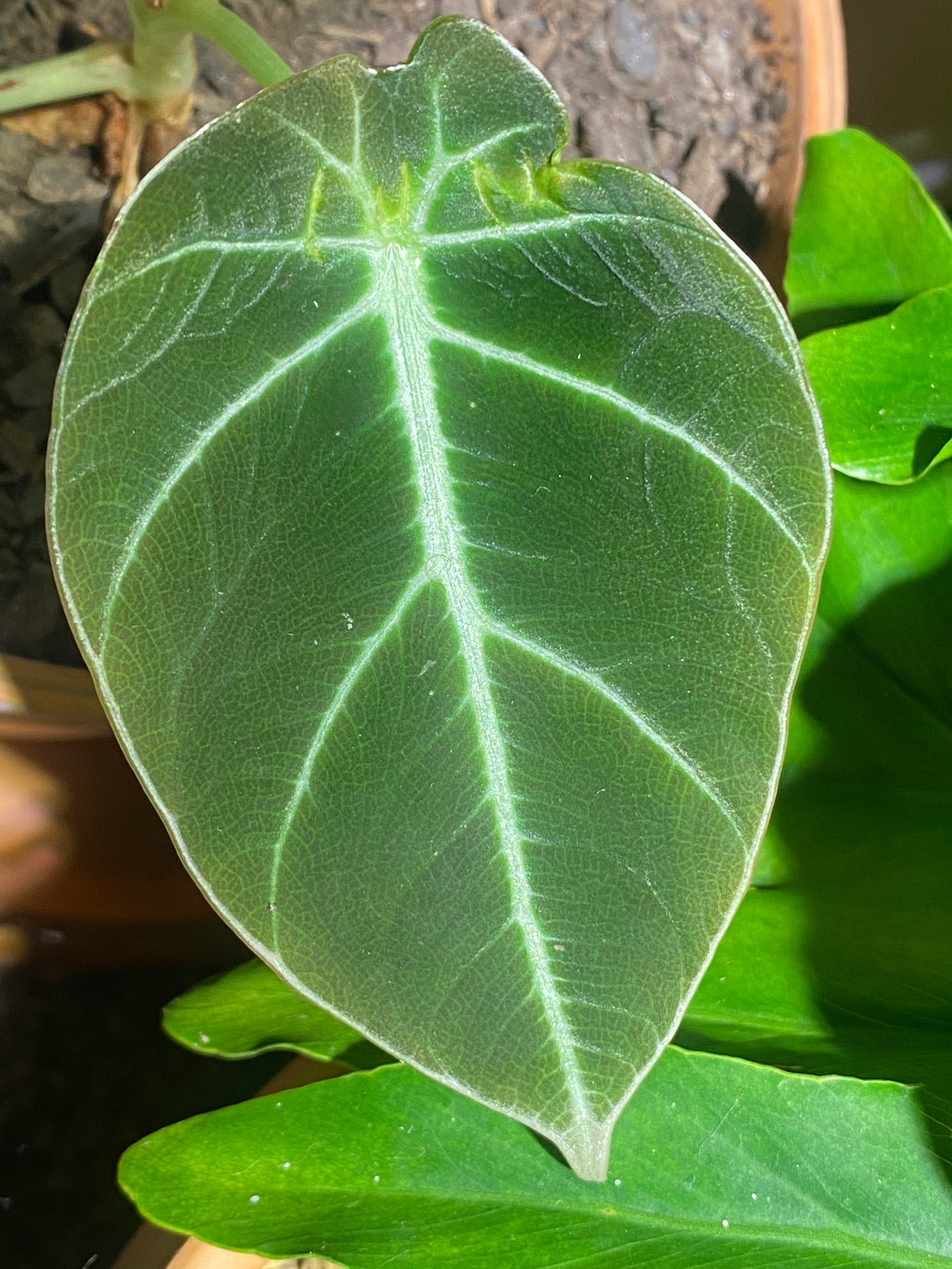 Black Velvet alocasia, green leaves 