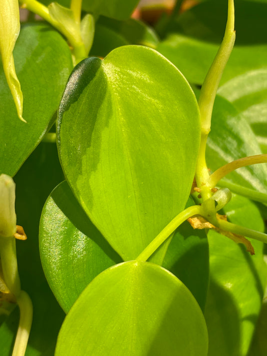 Philodendron Lemon- Lime